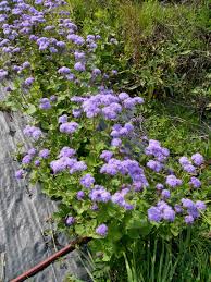 Image result for Leberbalsam