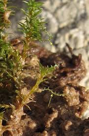 Attēlu rezultāti vaicājumam “Gymnocolea inflata”