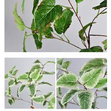 Attēlu rezultāti vaicājumam “Euphorbia helioscopia leaf”