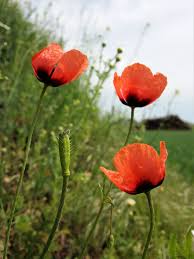 Attēlu rezultāti vaicājumam “Papaver argemone fruit”