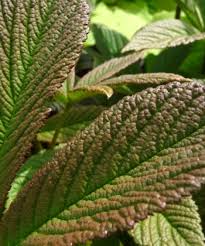 Image result for Rodgersia chocolate wings