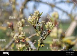 Attēlu rezultāti vaicājumam “Pyrus communis bud”