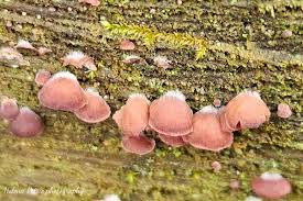 Attēlu rezultāti vaicājumam “Ombrophila violacea”