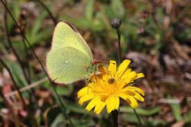 Attēlu rezultāti vaicājumam “Colias palaeno upperside”