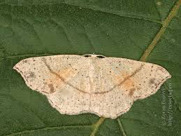 Attēlu rezultāti vaicājumam “Cyclophora punctaria”