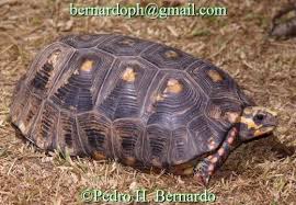 Attēlu rezultāti vaicājumam “Licea chelonoides”