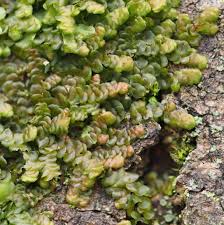 Attēlu rezultāti vaicājumam “Frullania tamarisci macro”