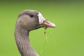 Attēlu rezultāti vaicājumam “Anser albifrons adult”