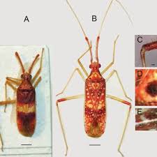 Attēlu rezultāti vaicājumam “Psallus sp. imago”