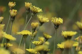 Attēlu rezultāti vaicājumam “Pilosella officinarum flower”