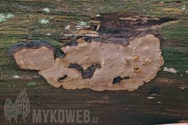 Attēlu rezultāti vaicājumam “Phellinus nigrolimitatus”