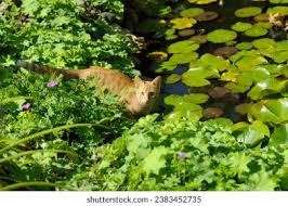 Attēlu rezultāti vaicājumam “Felis silvestris catus juvenile”