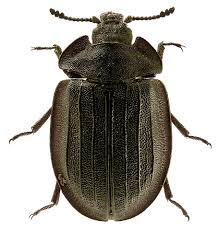 Attēlu rezultāti vaicājumam “Peltis grossa”