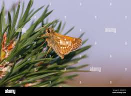 Attēlu rezultāti vaicājumam “Hesperia comma male”