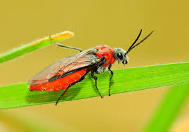 Attēlu rezultāti vaicājumam “Euura brevicornis”