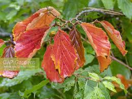 Attēlu rezultāti vaicājumam “Hamamelis vernalis leaf”