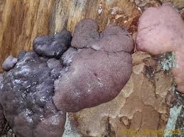 Attēlu rezultāti vaicājumam “Amaurochaete atra”