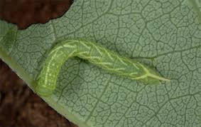 Attēlu rezultāti vaicājumam “Laothoe populi larva”