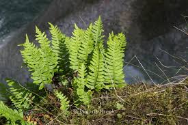 Attēlu rezultāti vaicājumam “Polypodium vulgare”