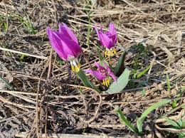 Attēlu rezultāti vaicājumam “Erythronium sibiricum”