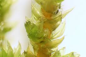 Attēlu rezultāti vaicājumam “Antitrichia curtipendula macro”