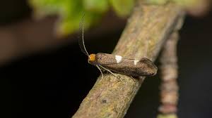 Attēlu rezultāti vaicājumam “Incurvariidae”