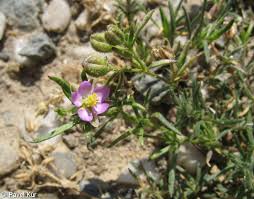 Attēlu rezultāti vaicājumam “Spergularia rubra”