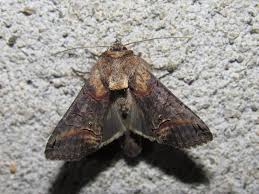 Attēlu rezultāti vaicājumam “Abrostola triplasia”