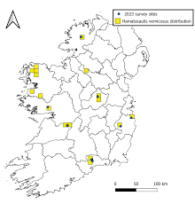 Attēlu rezultāti vaicājumam “Hamatocaulis lapponicus”