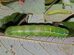 Attēlu rezultāti vaicājumam “Orthosia gracilis”