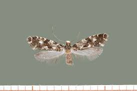 Attēlu rezultāti vaicājumam “Nemapogon cloacella”