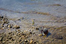 Attēlu rezultāti vaicājumam “Unio crassus”