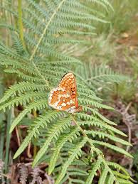 Attēlu rezultāti vaicājumam “Euphydrias aurinia upperside”