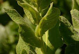 Attēlu rezultāti vaicājumam “Verbascum densiflorum leaf”