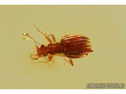 Attēlu rezultāti vaicājumam “Latridiidae”