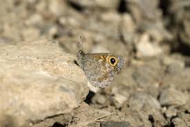 Attēlu rezultāti vaicājumam “Lasiommata maera”