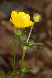 Attēlu rezultāti vaicājumam “Ranunculus polyanthemos”