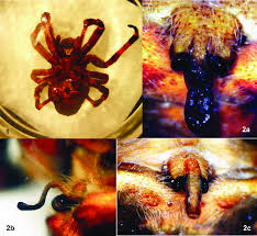 Attēlu rezultāti vaicājumam “Araneus angulatus”