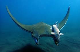 Image result for Diplodus helenae