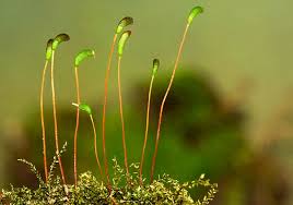 Attēlu rezultāti vaicājumam “Pleuridium subulatum sporophyte”
