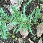 Attēlu rezultāti vaicājumam “Cirsium heterophyllum leaf”