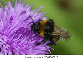 Attēlu rezultāti vaicājumam “Psithyrus sylvestris”