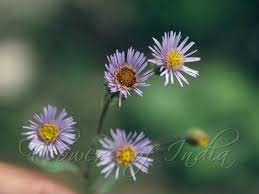 Attēlu rezultāti vaicājumam “Erigeron acris flower”