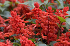 Image result for Salvia splendens