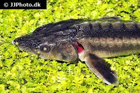 Image result for Huso brevirostrum