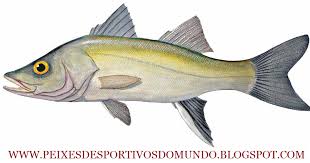 Image result for Centropomus parallelus