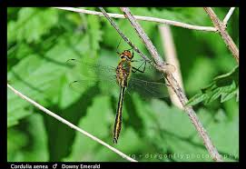 Attēlu rezultāti vaicājumam “Cordulia aenea”