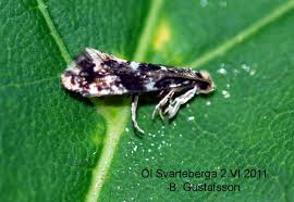 Attēlu rezultāti vaicājumam “Nemapogon cloacella”