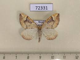 Attēlu rezultāti vaicājumam “Eulithis pyropata”