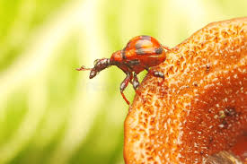 Attēlu rezultāti vaicājumam “Apoderus coryli”